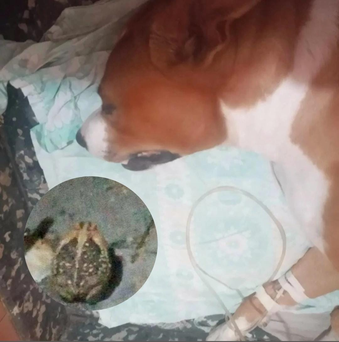 Alerta en Entre Ríos: sapo venenoso provoca la muerte de perros